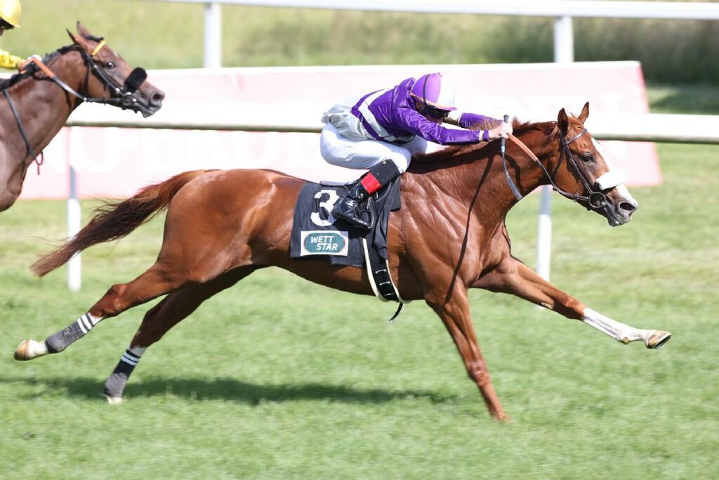 AdlerflugSohn Alter Adler deckt ab 2024 im Gestüt Erftmühle