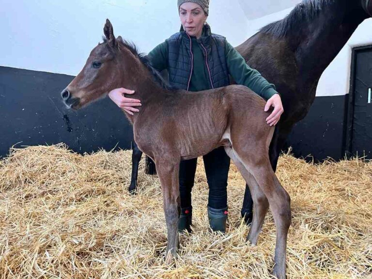 Das Ghaiyyath-Hengstfohlen aus der Saloon Sold