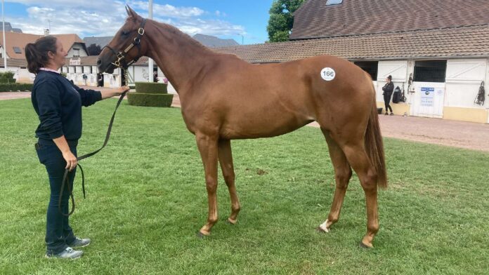 Lot Nummer 166, eine No Risk At All-Tochter 