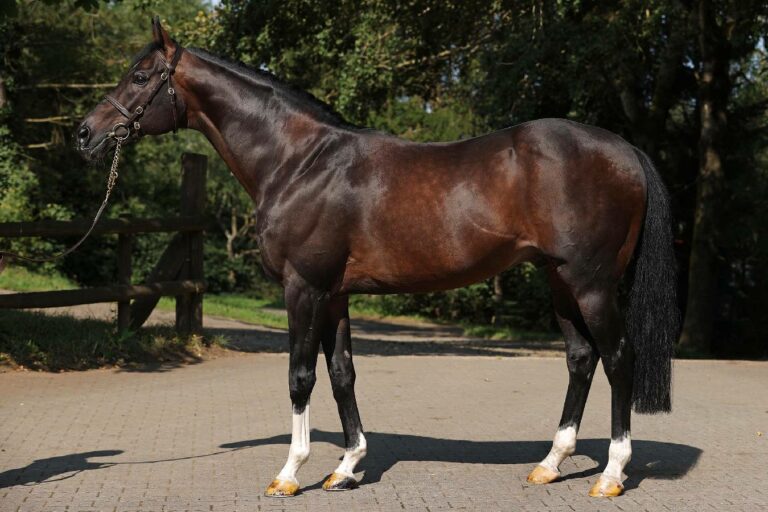 Tai Chi nach Frankreich: Neuer Stallion im Haras des Beaux