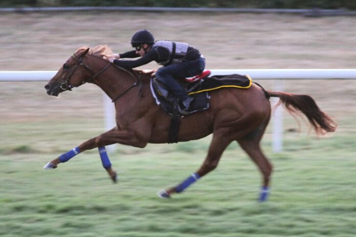 Torquator Tasso unter Rene Piechulek 