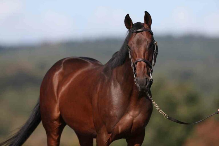 Deckhengst Wild Chief wechselt in Stargardt-Gestüt El Sur Stud
