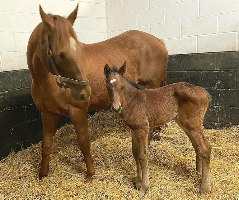 Frankel-Bruder zu Wonderful Moon geboren