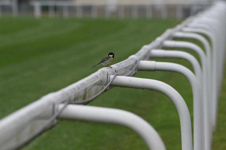Gruppe I-Sieger Fastorslow muss Saison vorzeitig beenden