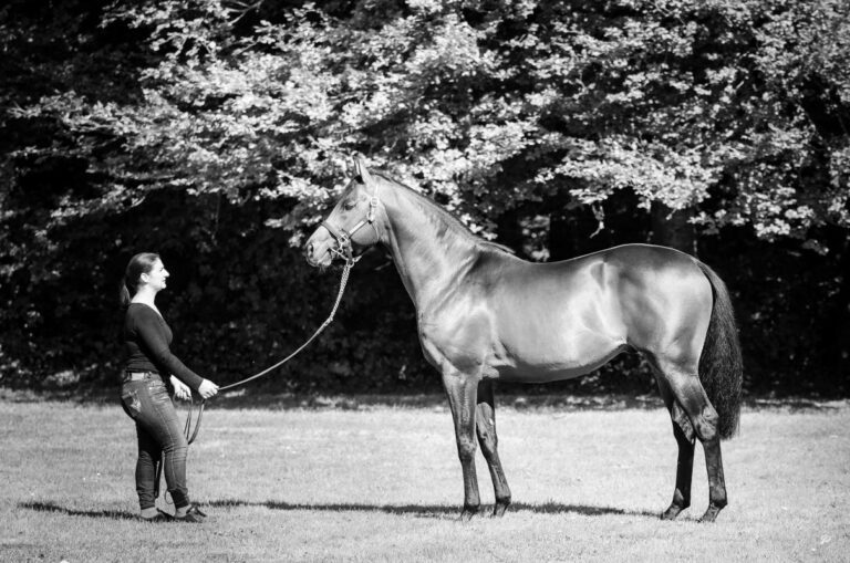 Pastorius Foto: Haras de la Hetraie 