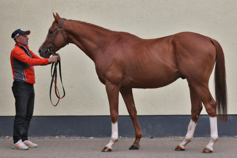 Alter Adler Foto: Sabine Effgen