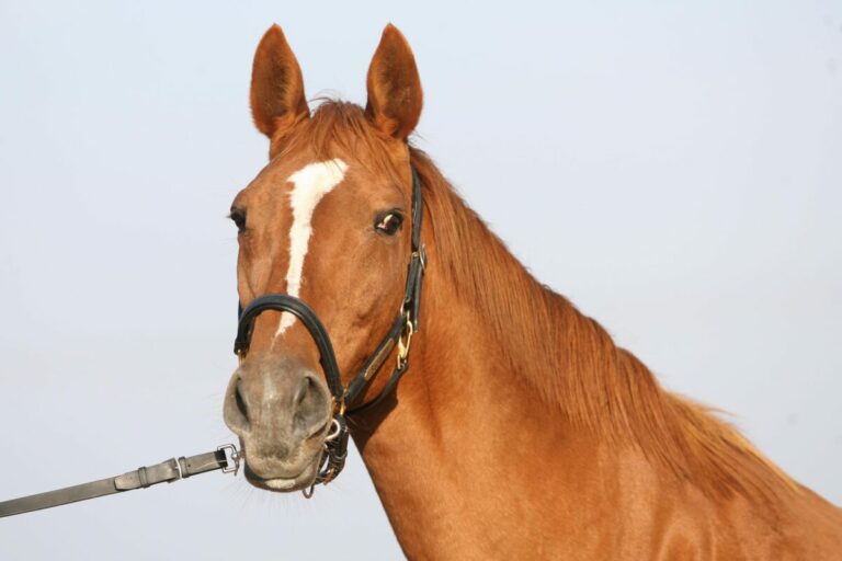 Die Mutterstute Sacarina im Jahr 2006