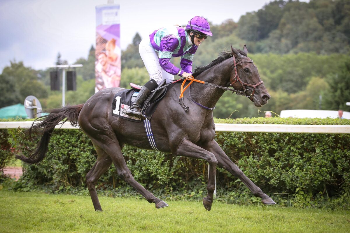 Billigheim Kingdom Of Heaven Elegant Fighter Und Itora Siegen 