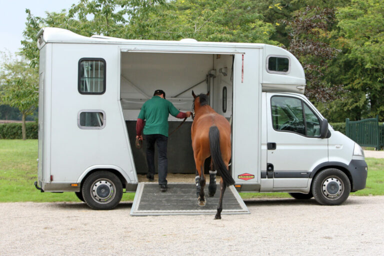 Am Donnerstag: Online-Seminar zum Thema Pferde-Transport