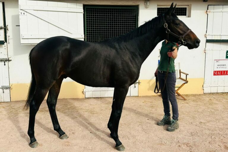 Aus Borgias Familie – Faust kauft Ammerländer bei Arqana