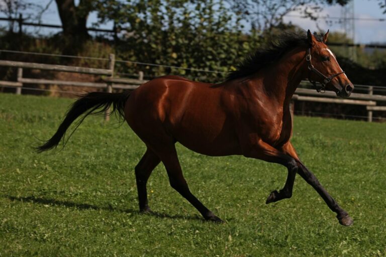 Deckhengst Japan im Gestüt Etzean