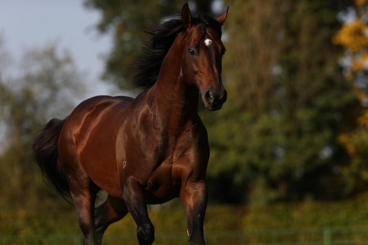 Le protectionniste allemand, vainqueur de la Melbourne Cup, n’est plus en vie