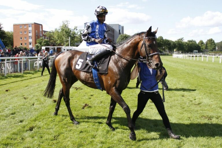 Schwelgen in Erinnerungen: Ein Tribut an ein besonderes Pferd