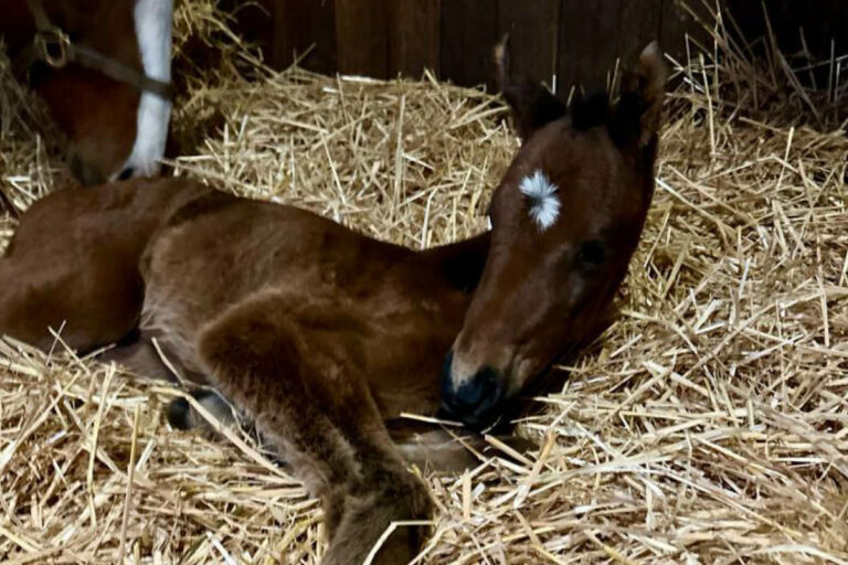 Annie de Vega brachte am Donnerstag eine Stute von Rubaiyat Foto: Ohlerweiherhof