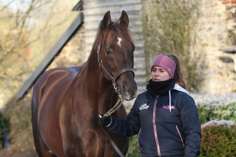 Deckhengst Mare Australis