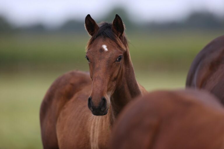 Sport-Welt-Fohlen-Fotos – Schicken Sie uns Ihre Bilder!