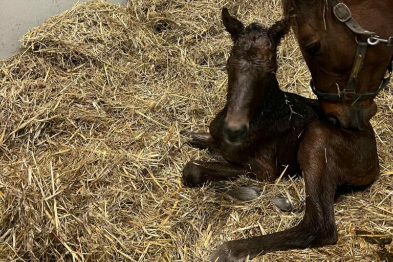 3:05 Uhr: Vollschwester zu Muskoka kommt in Ebbesloh zur Welt