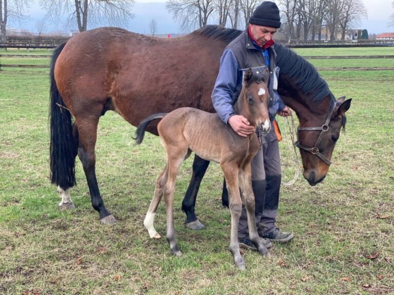Nerik ist erstmals Papa: Hengstfohlen ist die Hausnummer des Stallions