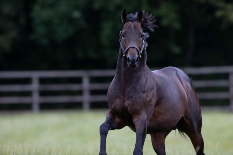 Too Darn Hot im Dalham Stud