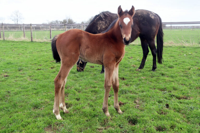 Jetzt ist auch Dicaprio Papa: Stutfohlen in Frankreich geboren