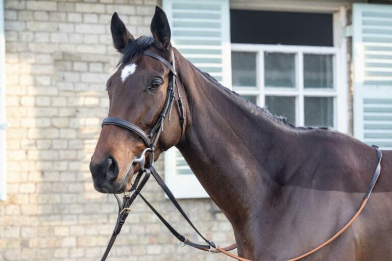 Hahne stockt auf bei Tattersalls