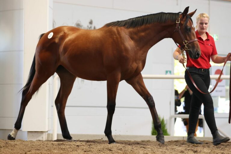 Sieger aus deutscher Zucht in Cheltenham durch Lark In The Mornin
