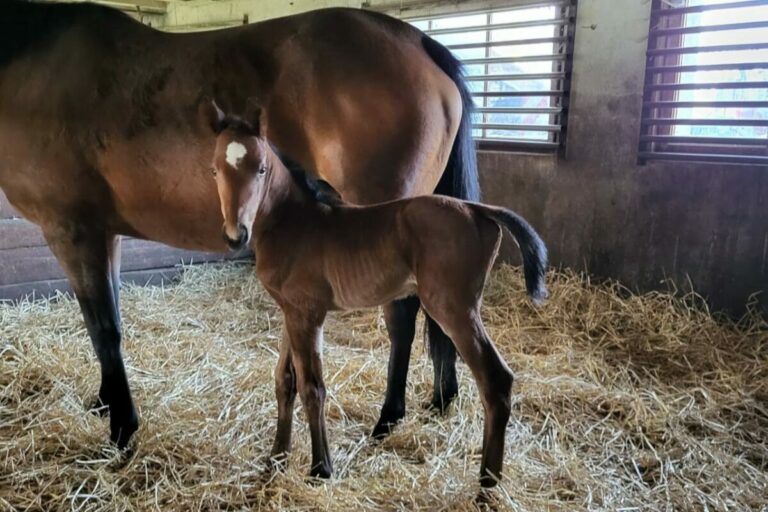 Schäng erstmals Vater – Züchter des Fohlens ist ein alter Bekannter