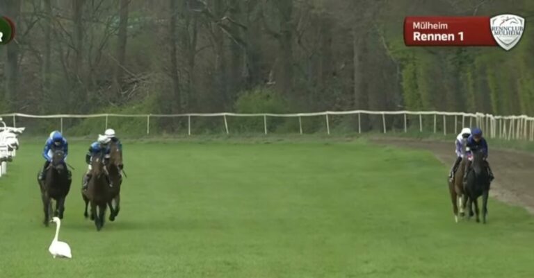 Kuriose Szene im ersten Rennen: Schwan auf der Rennbahn