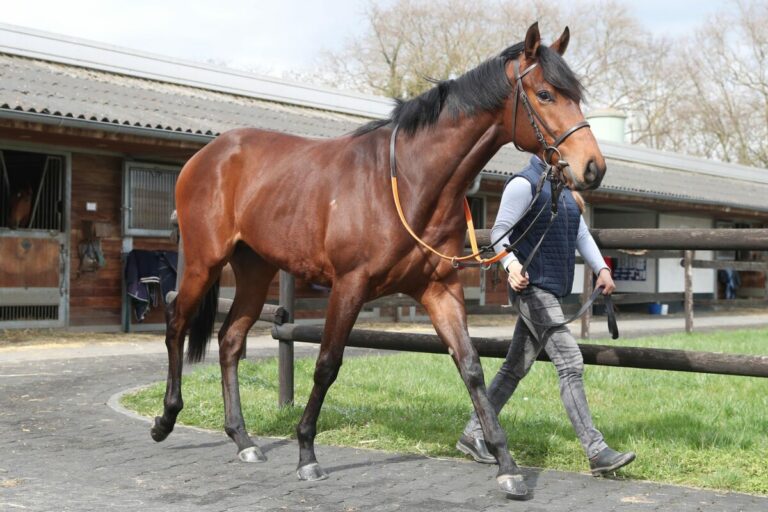 Winning Soldier im Stall Asterblüte von Champion Peter Schiergen