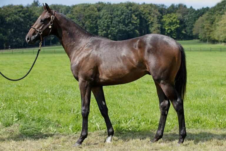 Nobler als Jährling im Gestüt Etzean