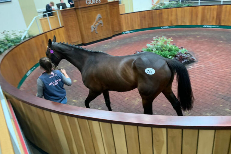 Upping The Anti im Ring bei Goffs Foto: privat