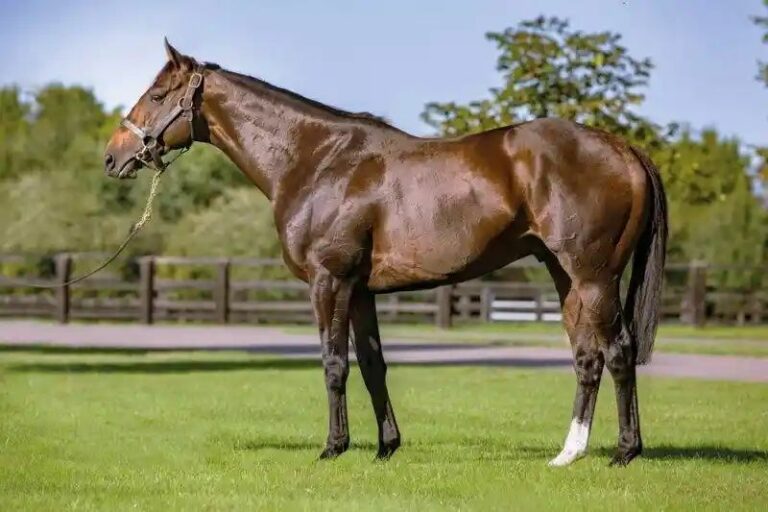 Aga Khan-Stallion Dariyan muss eingeschläfert werden