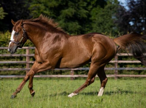 Earthlight im Kildangan Stud