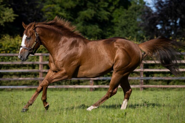Earthlight im Kildangan Stud