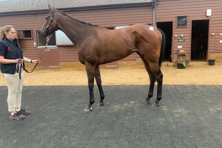 Weilerswist-Coach Recke kauft bei Tattersalls