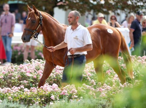 In Zukunft für Liberty Racing - Der Teofilo-Sohn aus der Asoof