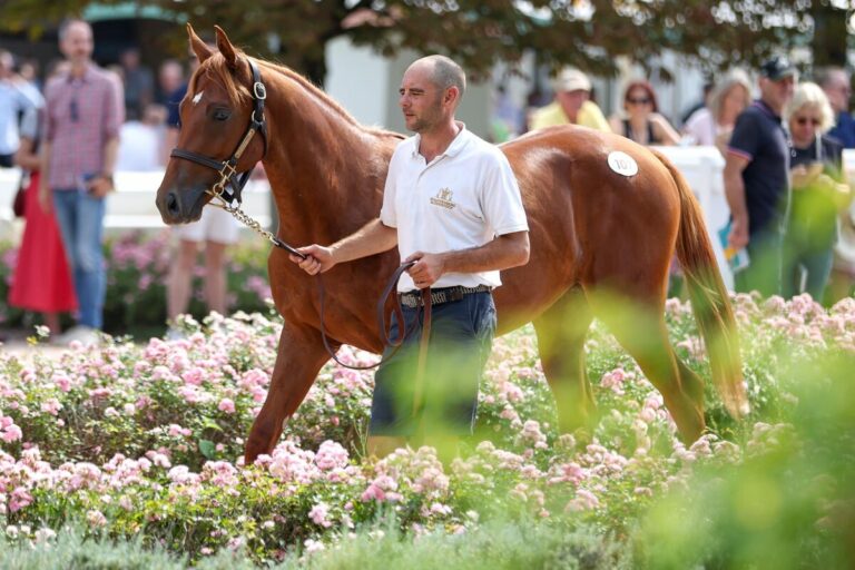 In Zukunft für Liberty Racing - Der Teofilo-Sohn aus der Asoof
