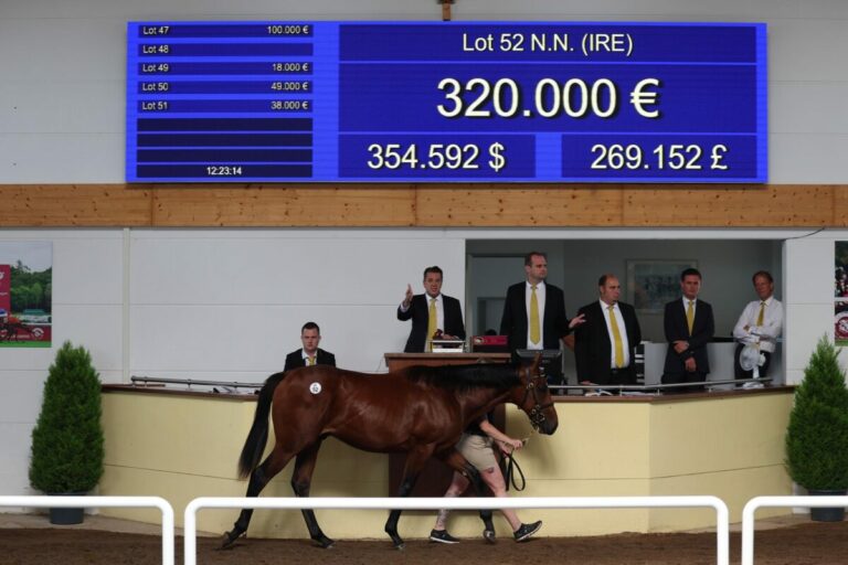 Der Soldier Hollow-Hengst aus der Wamika