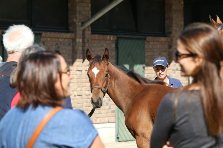 Jetzt für den „Tag der Gestüte“ am 20. September anmelden