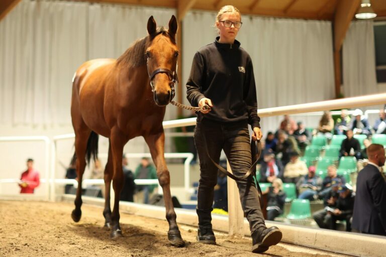 Wieder Görlsdorf! Gestüt mit drittem Höchstgebot – 75.000 Euro Höchstpreis