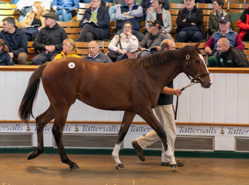 Die Lot-Nummer 68 bringt 4.400.000 Guineas Foto: tattersalls.com