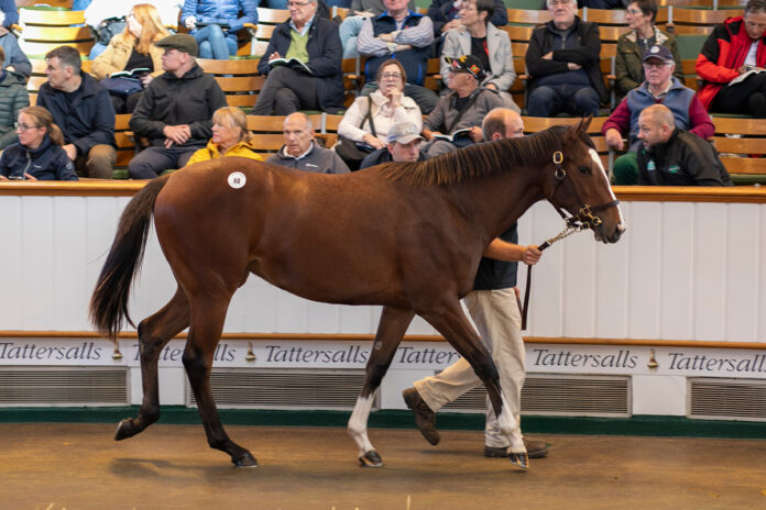 Die Lot-Nummer 68 bringt 4.400.000 Guineas Foto: tattersalls.com