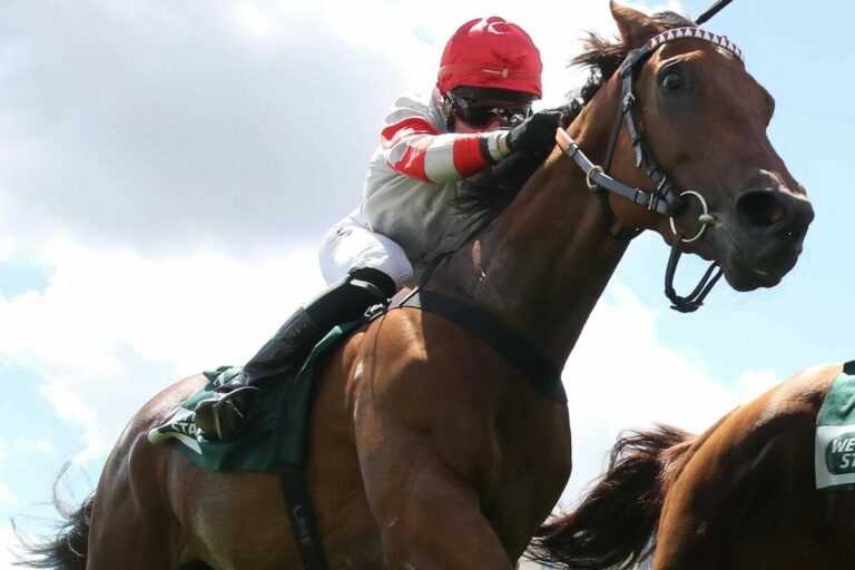 Zwölf Pferde duellieren sich im Hallenser BBAG-Auktionsrennen