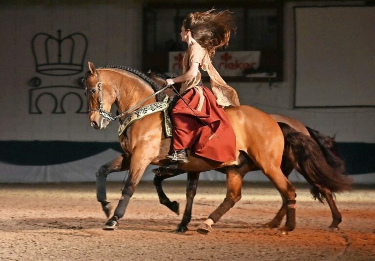 Islandpferdefestival am 11. und 12.10.24 im Landgestüt Zweibrücken