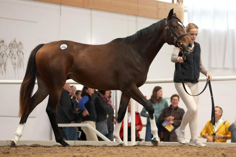 Philip von Ullmann kauft Lazio-Halbschwester