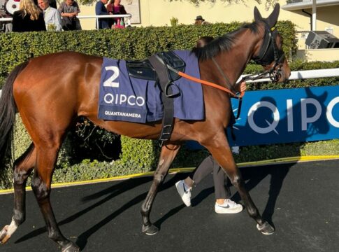 Quantanamera Ascot