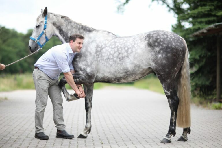 Akademie Deutscher Galopp: Tierärztliche Betreuung von Rennpferden