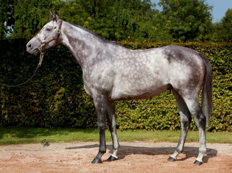 El Sur Racing beteiligt sich an Neu-Stallion Zagrey