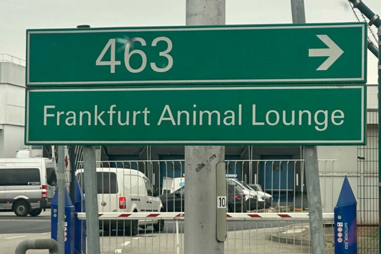 Fantastic Moon entspannt in Animal Lounge – 21.00 Uhr geht der Flieger