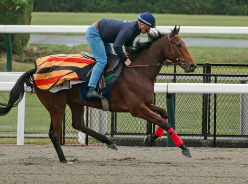 Goliath bei der Morgenarbeit in Japan Foto: galoppfoto.de